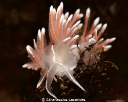 Flabellina lineata by Athanassios Lazarides 